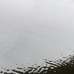 シーバス釣りがモジャコ釣りに！