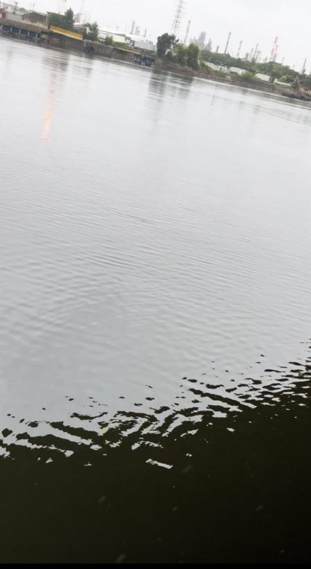 シーバス釣りがモジャコ釣りに！