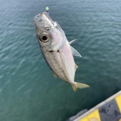 サビキ釣りの季節