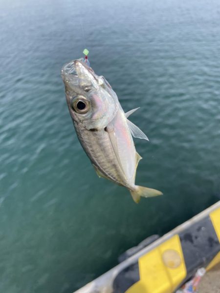 サビキ釣りの季節