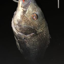 チヌハンターパート8