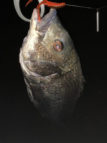 チヌハンターパート8