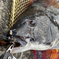 大阪港ヘチ釣り