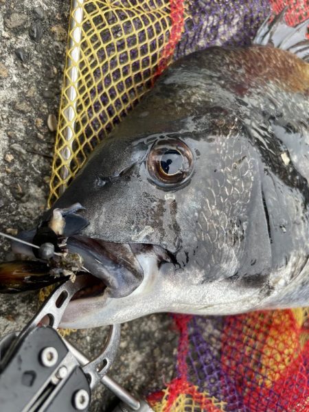大阪港ヘチ釣り