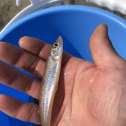 ちょい投げキス！