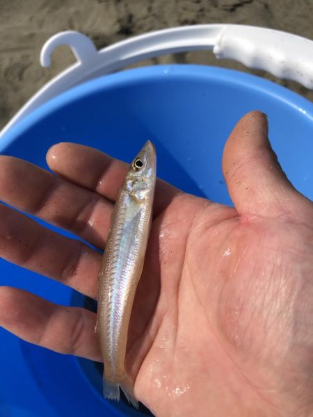 ちょい投げキス！