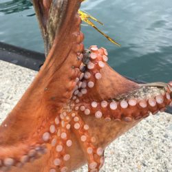 タコフィネスで5kg