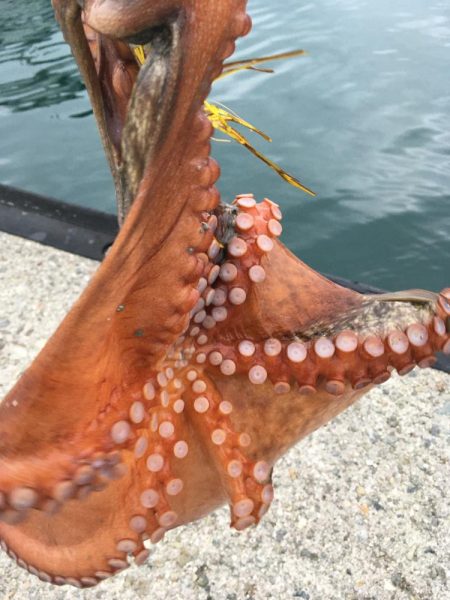 タコフィネスで5kg