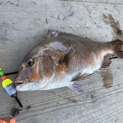 海上釣堀でウキの誘い