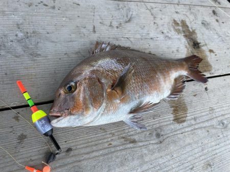 海上釣堀でウキの誘い