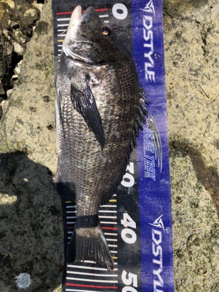 イチノ兄弟、釣果！