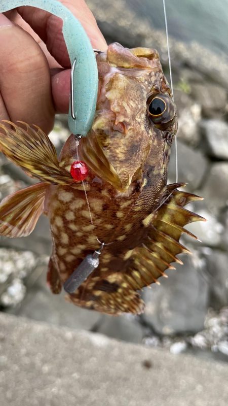 アコウ不発ガッシー連発