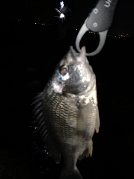 チヌハンターパート10