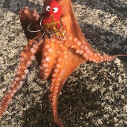 南港オカッパリのタコ好調！