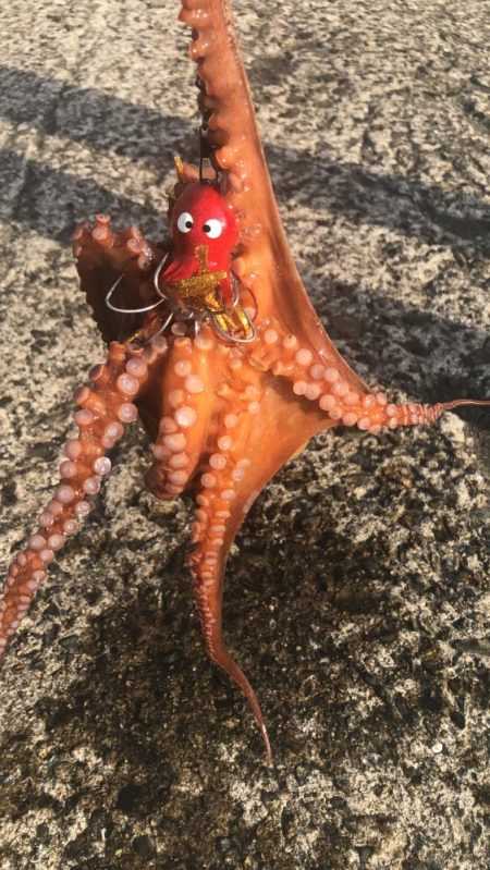 南港オカッパリのタコ好調！