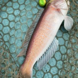 橘沖でシロアマダイ