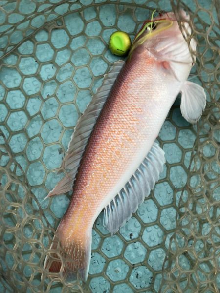 橘沖でシロアマダイ