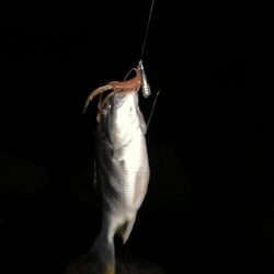 チヌハンターパート11