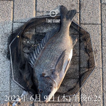 南港ヘチ釣り