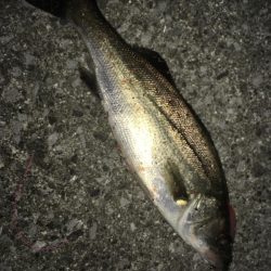 ナイトシーバス