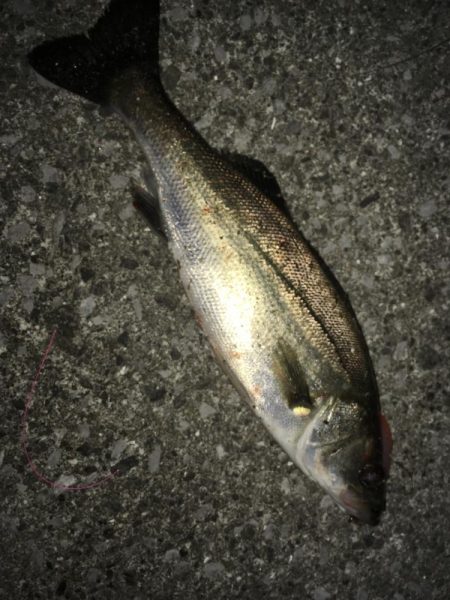 ナイトシーバス