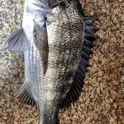 淀川　キビレ釣行