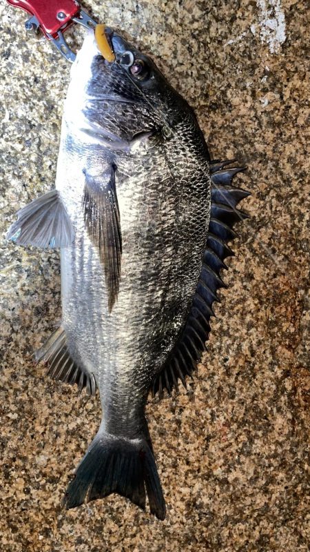 淀川　キビレ釣行