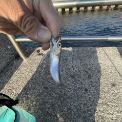 豆アジのシーズン