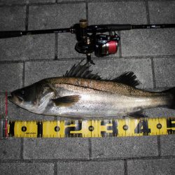 日没後に連続ヒットあり