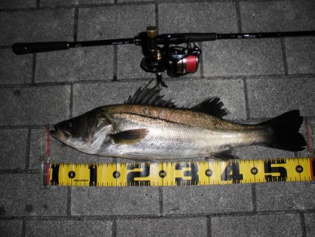 日没後に連続ヒットあり