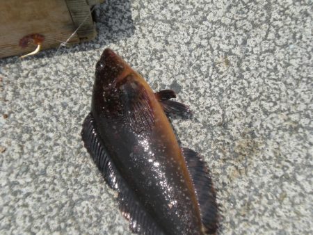 久しぶりの餌釣り