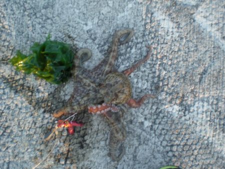 昨年分釣り上げた！！！