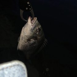 チヌハンターパート9