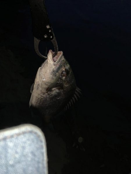 チヌハンターパート9