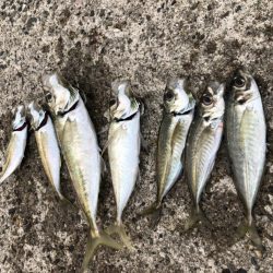 朝マヅメ　アジング