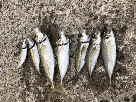 朝マヅメ　アジング