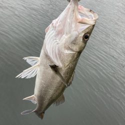 丸々二ヶ月振り