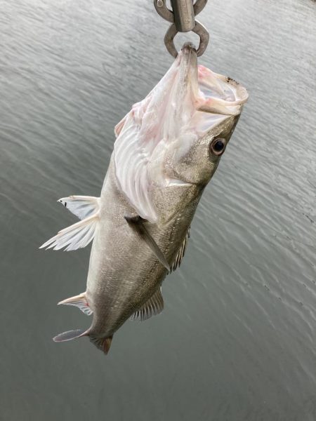 丸々二ヶ月振り