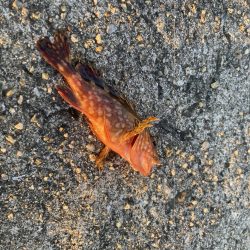 メバルを狙って