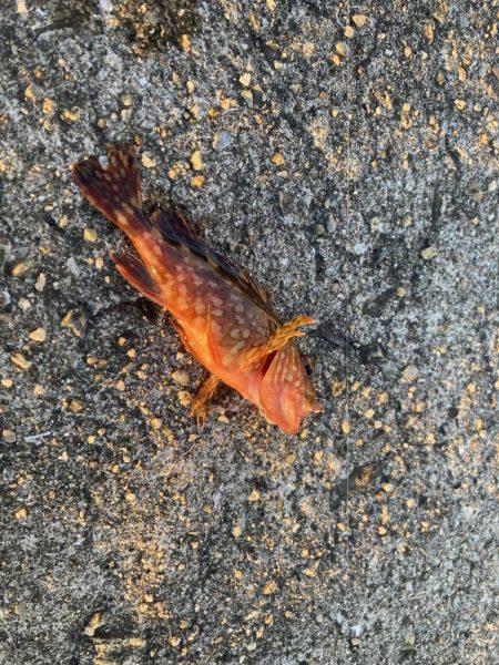 メバルを狙って