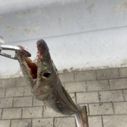 こんなの釣れるの！？