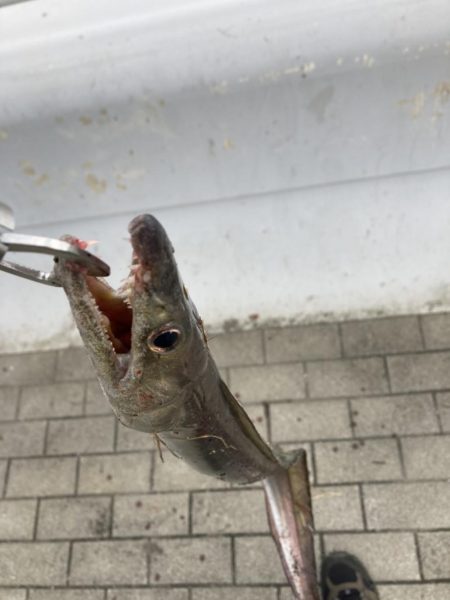 こんなの釣れるの！？