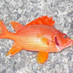 今年2回目の奄美大島