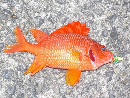 今年2回目の奄美大島