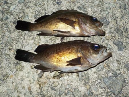 風には勝てず・・・