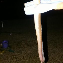 イシモチ釣れてます