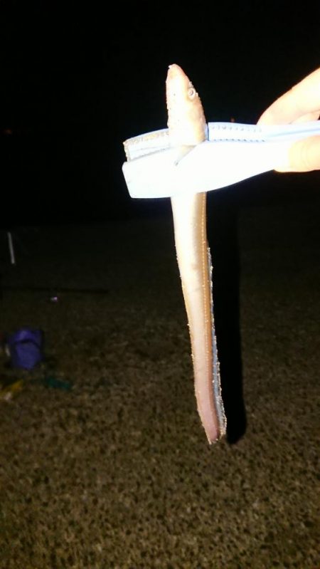 イシモチ釣れてます