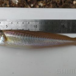 青戸入江でキス釣り