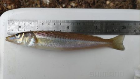 青戸入江でキス釣り