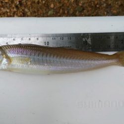 青戸入江でキス釣り